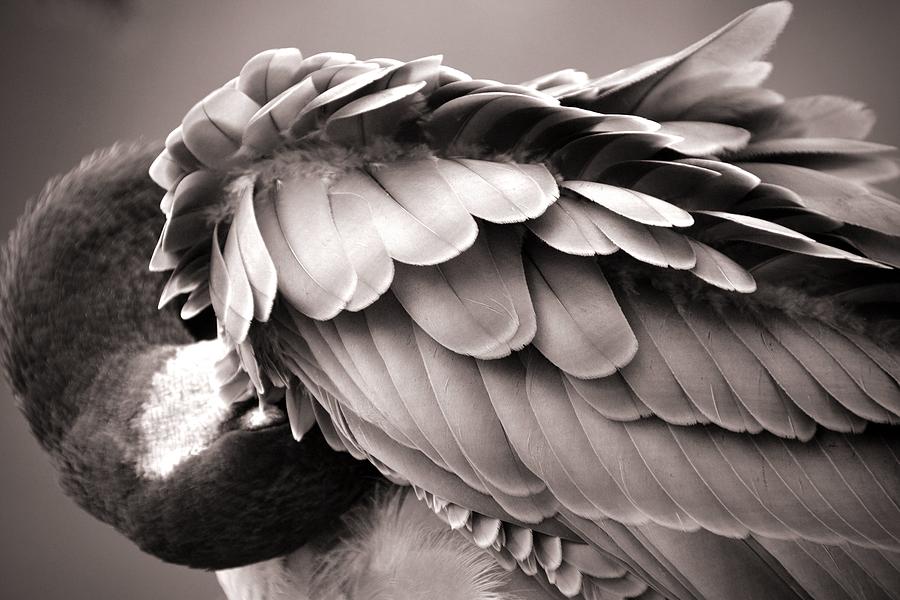 Bird of a Feather Photograph by Abbie Loyd Kern