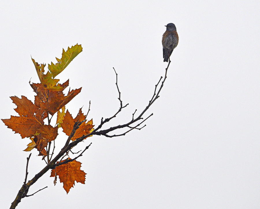 Bird of Autumn Photograph by AJ  Schibig