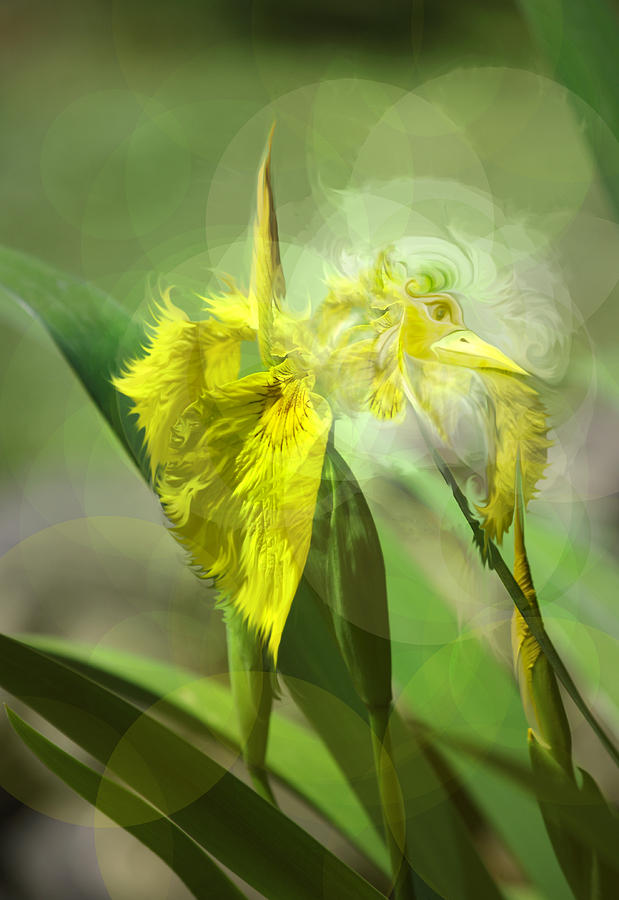 Bird of Iris Photograph by Adria Trail