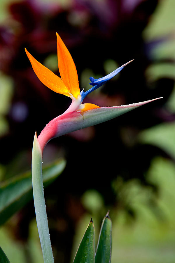 Flower Photograph - Bird of Paradise 2 - A single simple bird of paradise  by Nature  Photographer