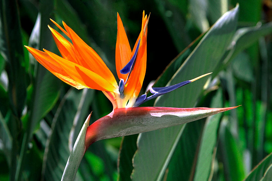 Paradise Photograph - Bird of Paradise - A blooming bird of paradise flower by Nature  Photographer