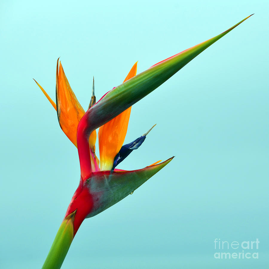 Bird Of Paradise Against Aqua Sky Photograph by Debra Thompson