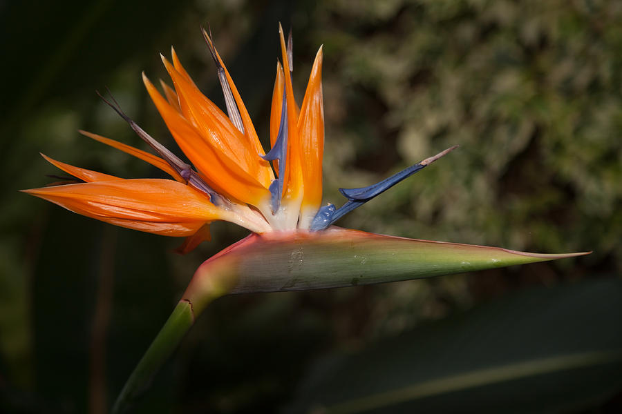 Bird of Paradise Photograph by Alan Tunnicliffe - Fine Art America