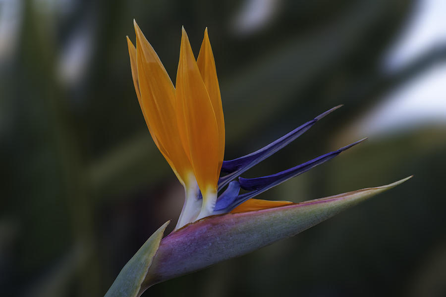 Bird of Paradise Photograph by Alex Gitman - Fine Art America