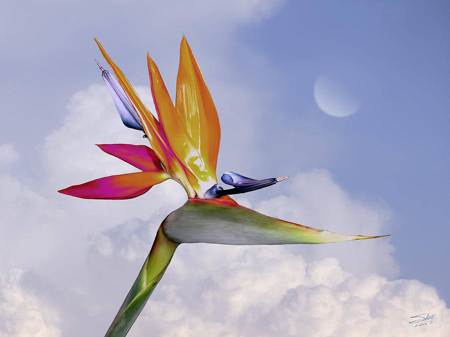 Bird of Paradise Aloft Digital Art by M Spadecaller
