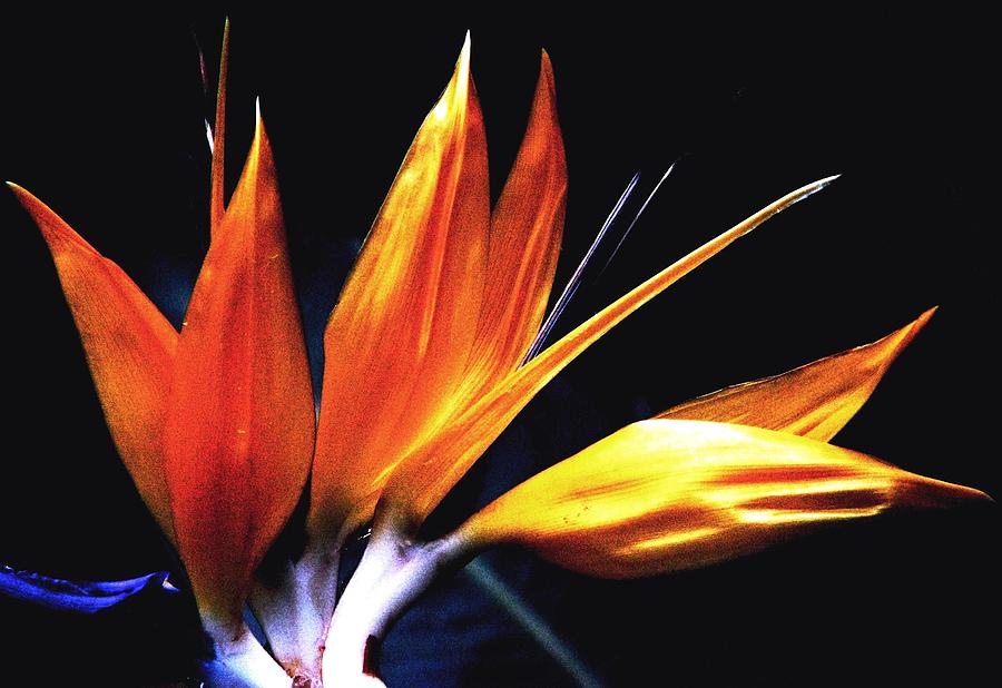 Flower Photograph - Bird Of Paradise by Angela Davies