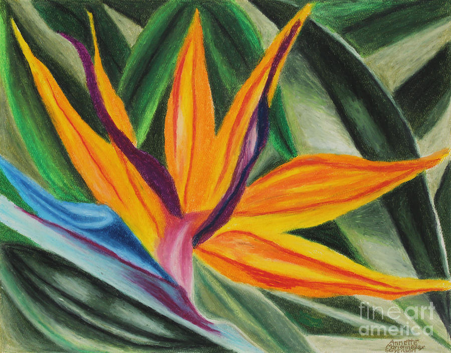 Bird Of Paradise Painting by Annette M Stevenson