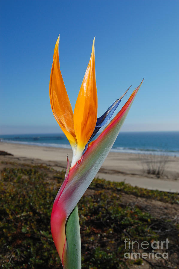 Bird of Paradise at Pismo Beach Photograph by Debra Thompson
