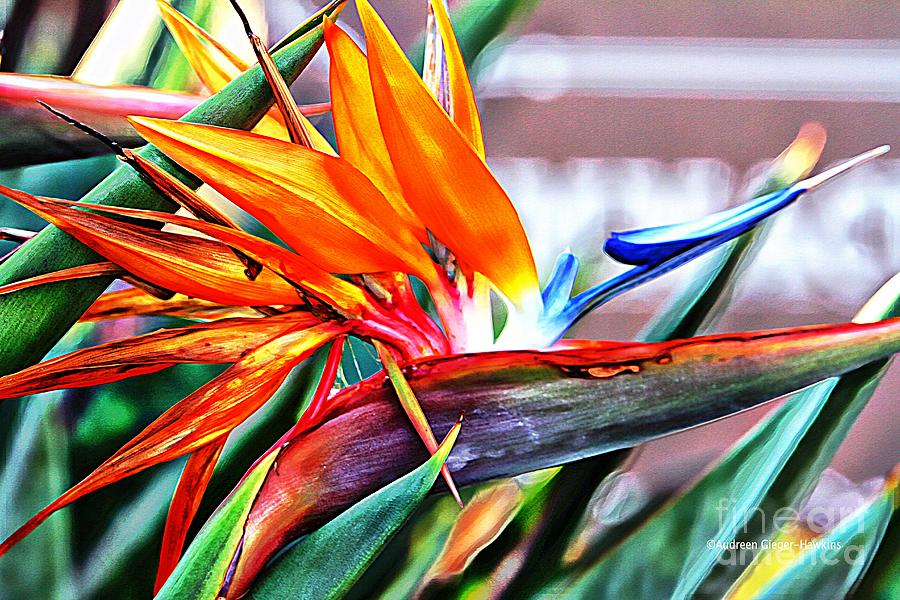 Paradise Photograph - Bird of Paradise by Audreen Gieger