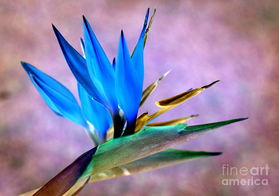 Bird Of Paradise Bloom Photograph by David Birchall