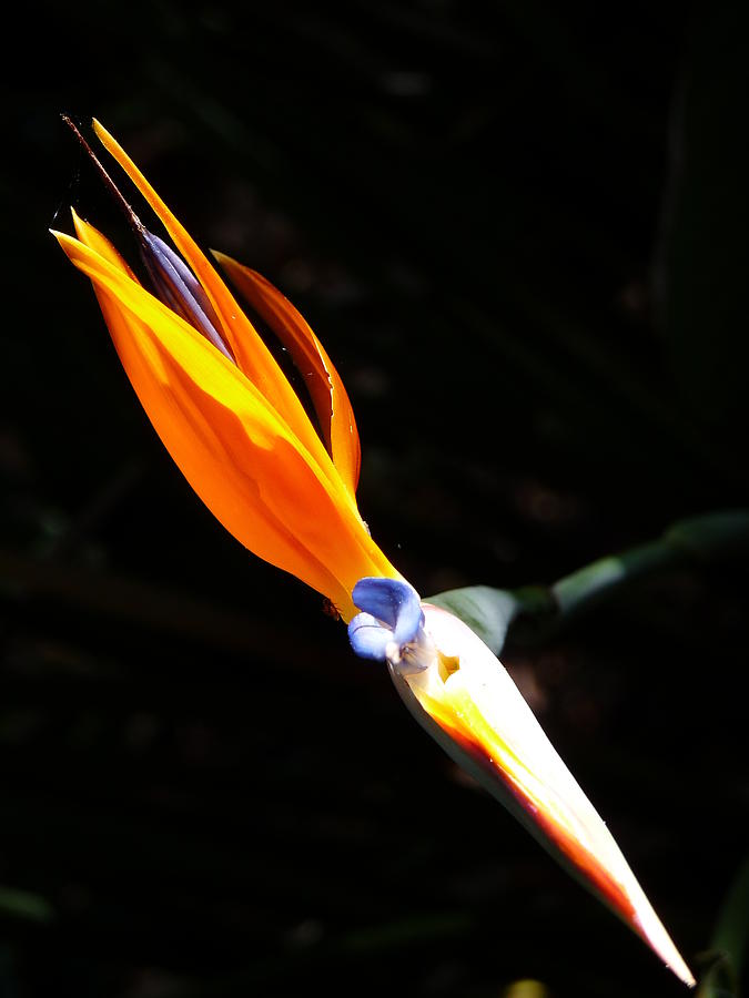 Bird of Paradise Bloom Photograph by Jeff Lowe