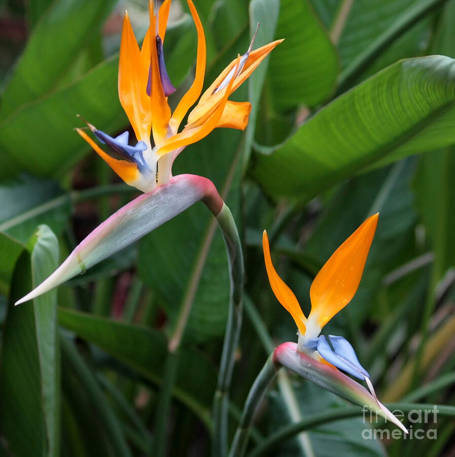Flower Photograph - Bird of Paradise by Carol Groenen