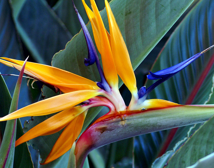 Bird of Paradise Photograph by Chauncy Holmes