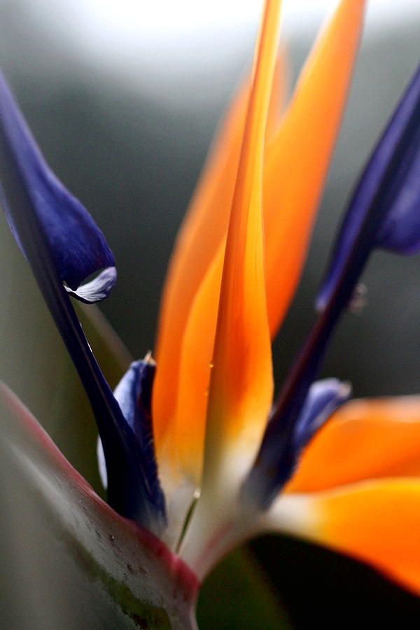 Bird of Paradise - Crane Flower Photograph by Ramabhadran Thirupattur
