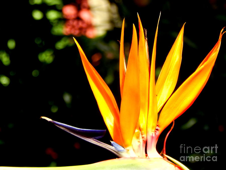 Bird Of Paradise Crown Photograph by Michael Hoard