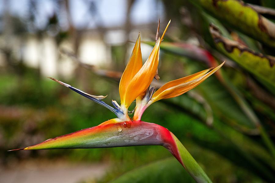Bird of Paradise Photograph by Dave Files