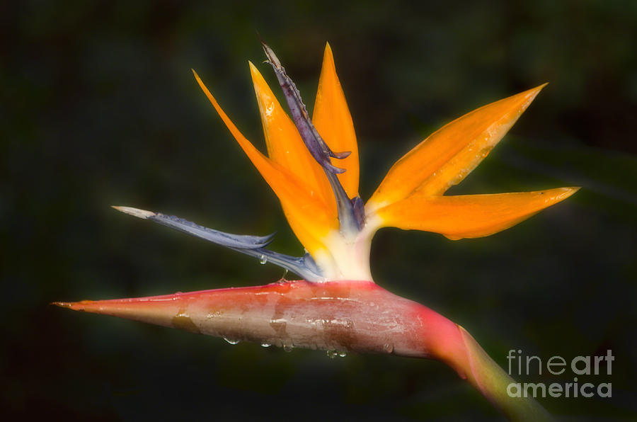 Bird of Paradise Photograph by Donna Greene