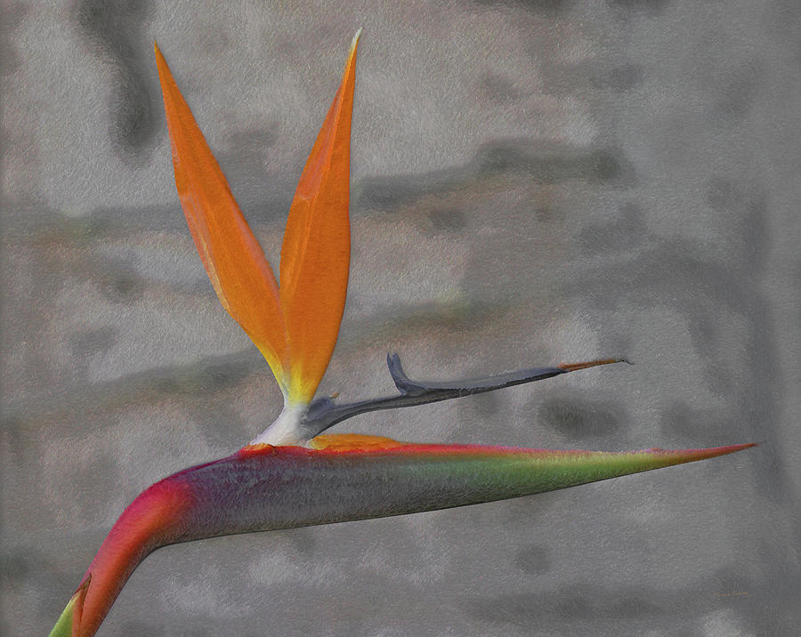 Bird of Paradise Digital Art by Ernest Echols