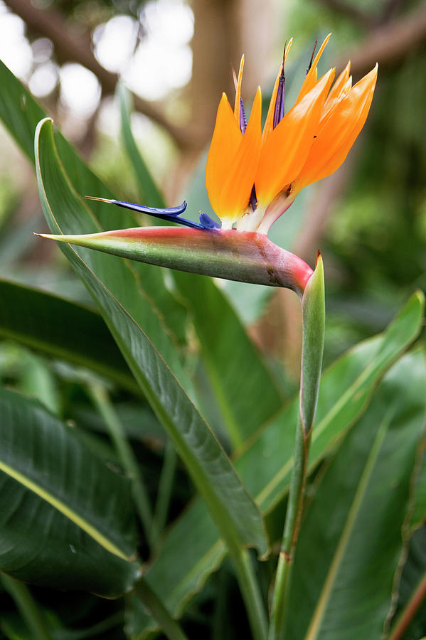 Bird Of Paradise Flower Photograph by Johner Images