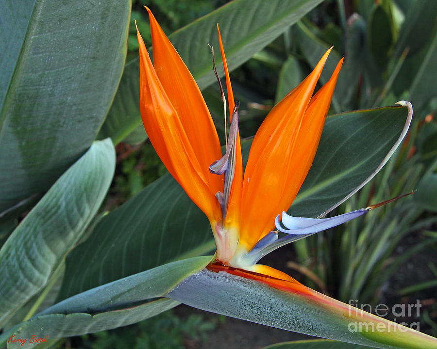 Bird of Paradise Flower Photograph by Kenny Bosak