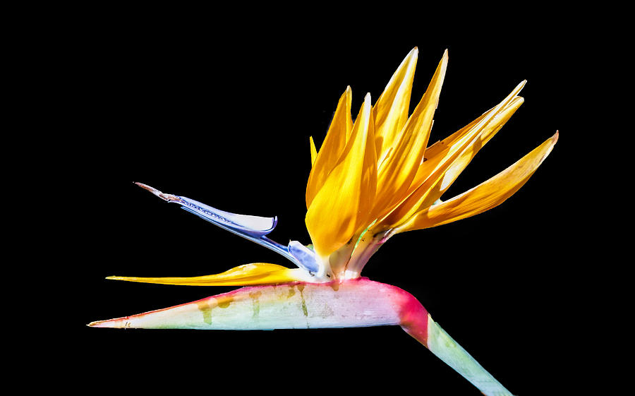 Bird of Paradise Flower Photograph by Lynn Bolt