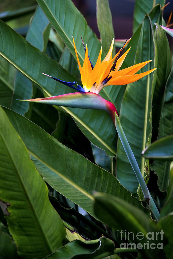 Paradise Photograph - Bird of Paradise Flower by M Swiet Productions