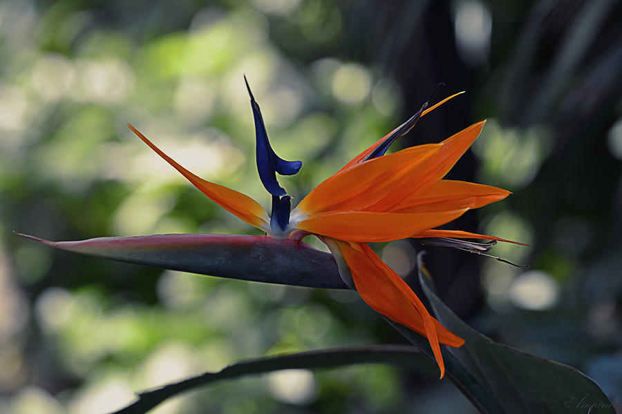 Bird Of Paradise Flower Photograph by Maria Angelica Maira