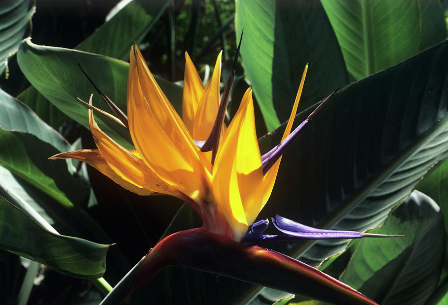 Bird Of Paradise Flower Photograph by Mark De Fraeye/science Photo ...