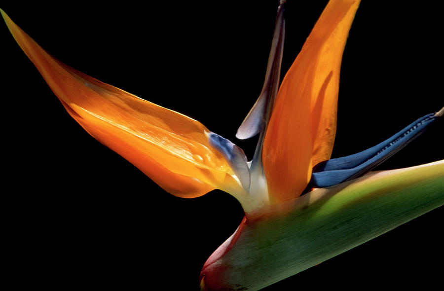 Bird Of Paradise Flower Photograph by Rachel Warne/science Photo Library