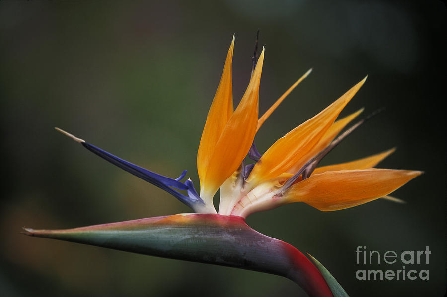 Bird Of Paradise Flower Photograph by Ron & Nancy Sanford