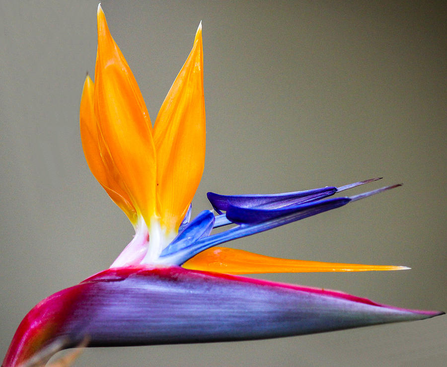 Bird of Paradise Flower Digital Art by Photographic Art by Russel Ray Photos