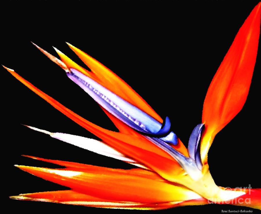 Bird of Paradise Flower with Oil Painting Effect Photograph by Rose Santuci-Sofranko