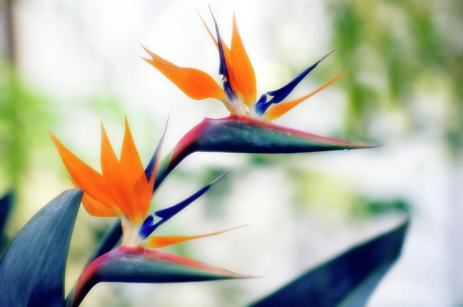 Bird Of Paradise Flowers Photograph by Maria Mosolova/science Photo Library