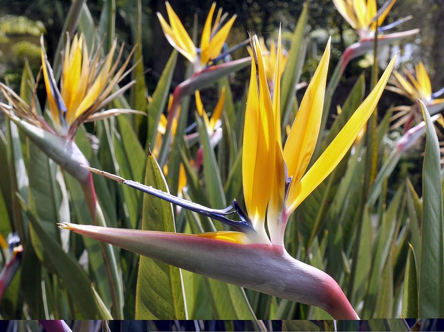Bird of paradise flowers Photograph by Science Photo Library