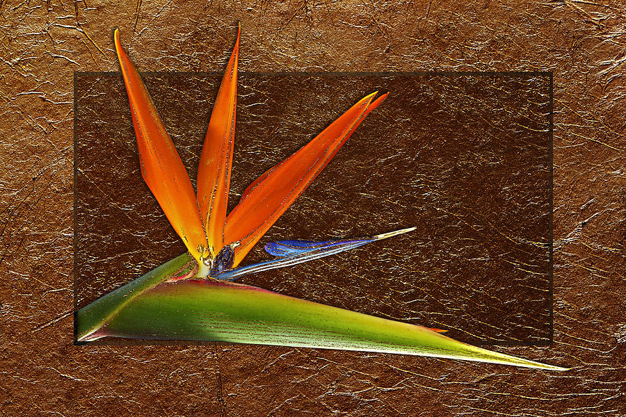 Bird Of Paradise Gold Leaf Photograph by Phyllis Denton