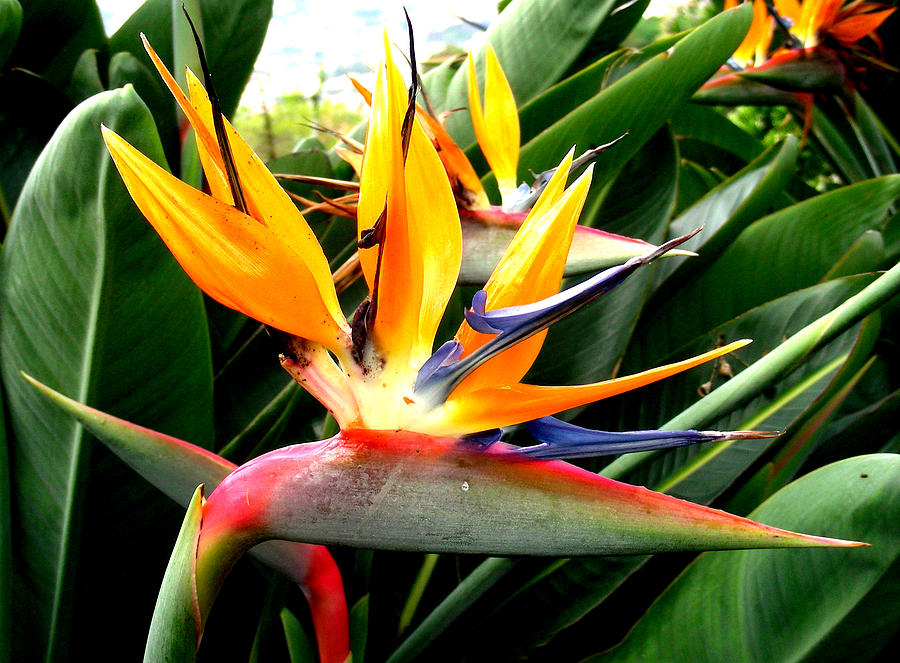 Bird of Paradise Photograph by Jean Wolfrum