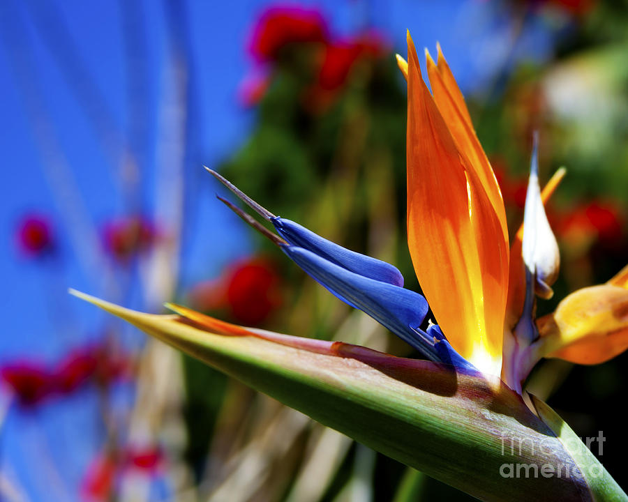 Bird of Paradise Open For All to See Photograph by Jerry Cowart