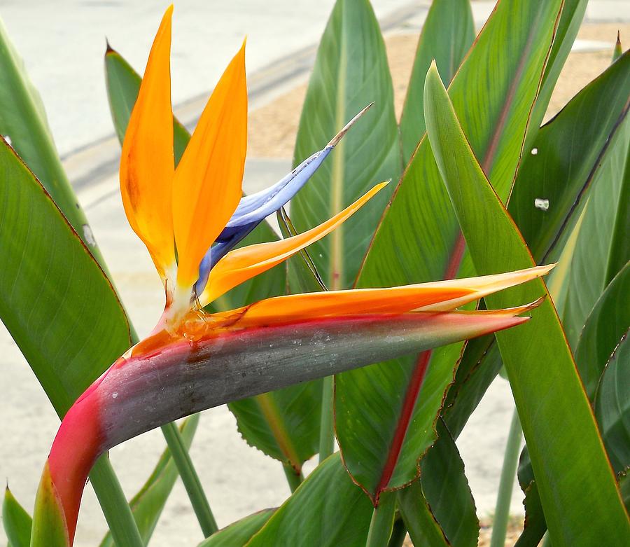 tropical flowers Bird of Paradise Painting by Kathy Symonds