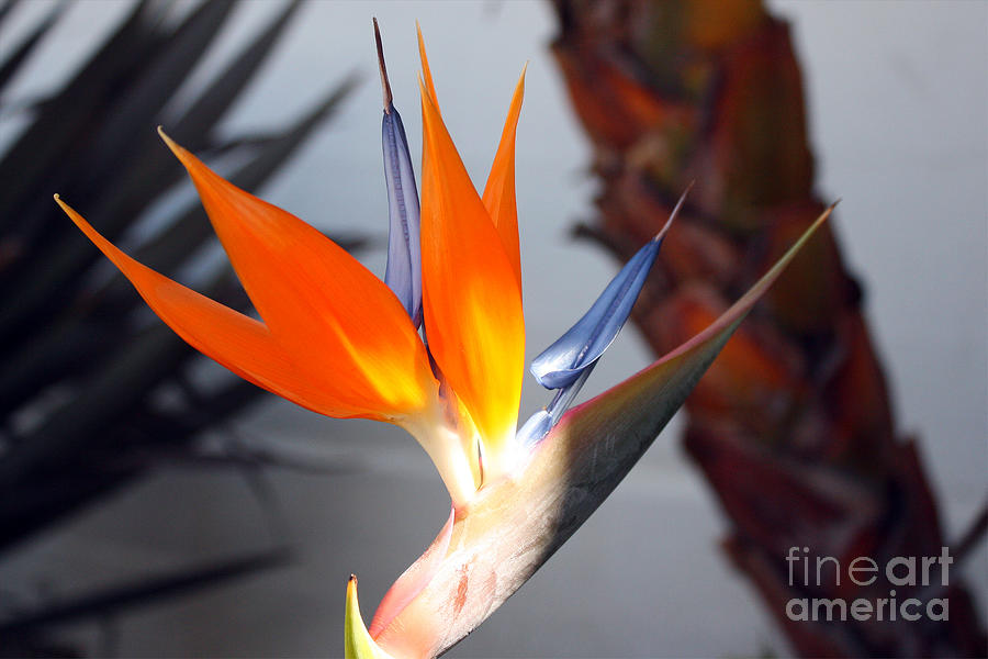 Bird of Paradise Photograph by Kelly Holm