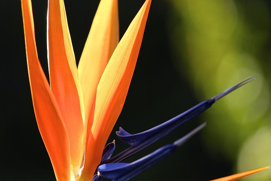 Bird of Paradise Photograph by Kevin Itsaboutvision