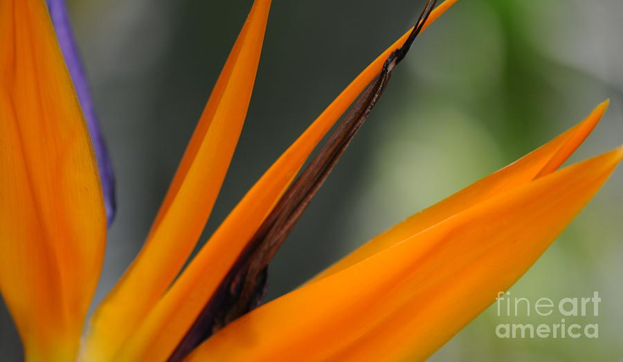 Flowers Still Life Photograph - Bird of Paradise by Linda C Johnson Flowers Still Life Photograph - Bird of Paradise by Linda C Johnson