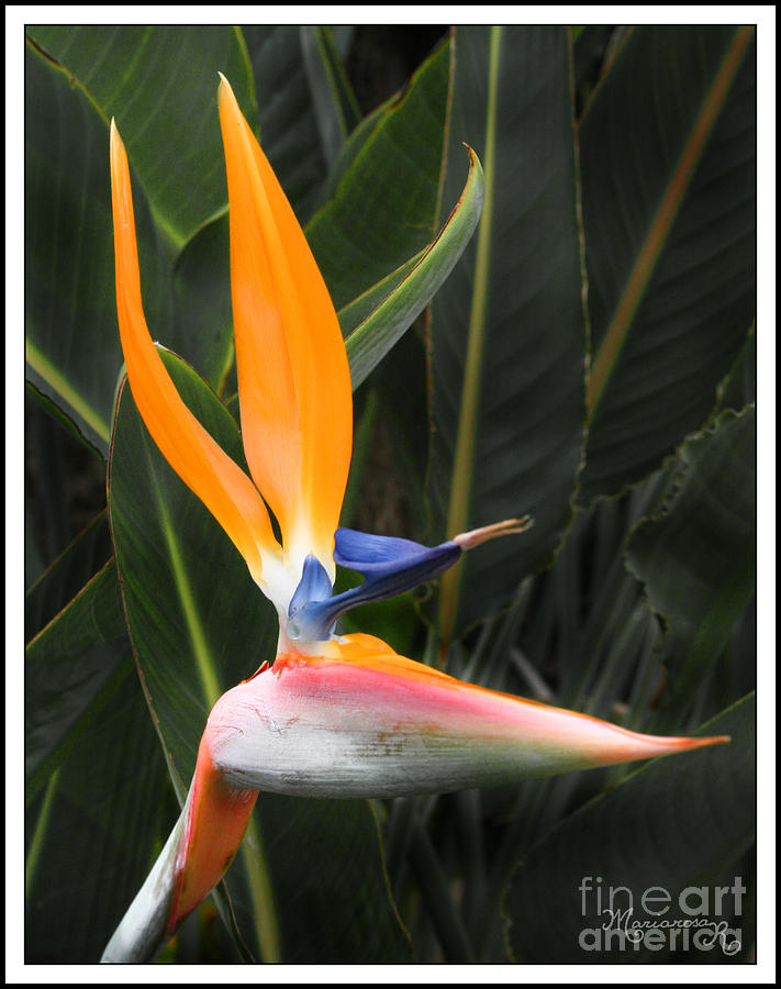 Bird of Paradise Photograph by Mariarosa Rockefeller
