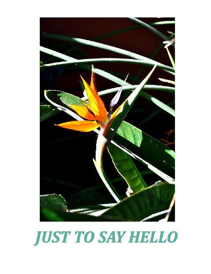 Bird Of Paradise Note Card Photograph by Jay Milo