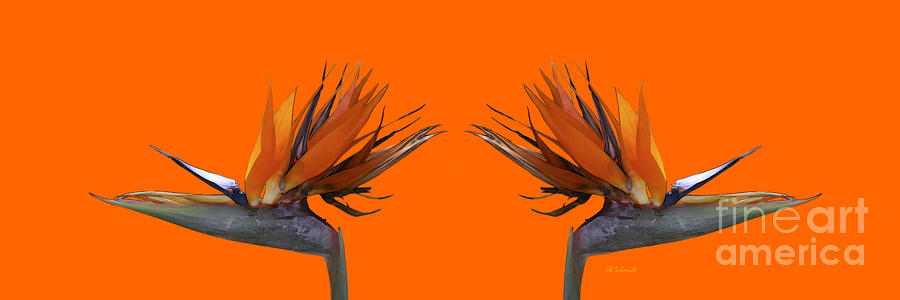 Bird of Paradise Pair Digital Art by E B Schmidt