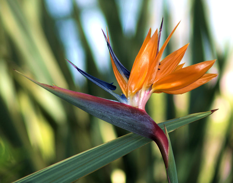 Bird of Paradise Photograph by Patricia Quandel