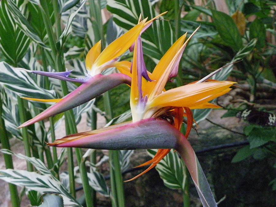 Bird of Paradise Photograph by Peggy King