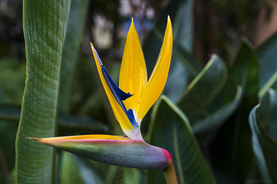 Bird of Paradise Photograph by Phil Abrams
