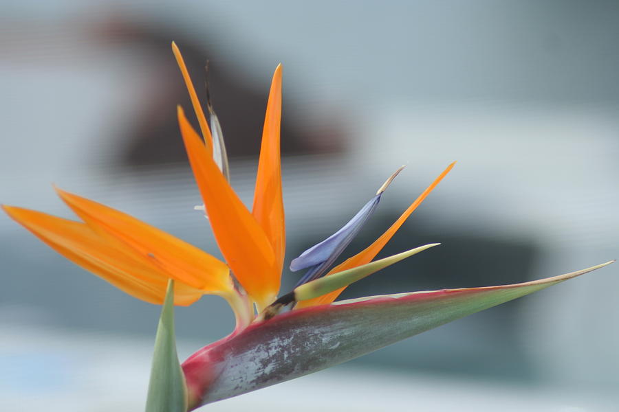 Bird of Paradise Photograph by PJQandFriends Photography