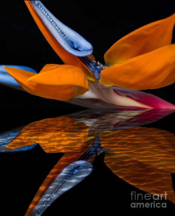 Bird of Paradise Reflective Pool Photograph by Michael Moriarty Bird of Paradise Reflective Pool Photograph by Michael Moriarty