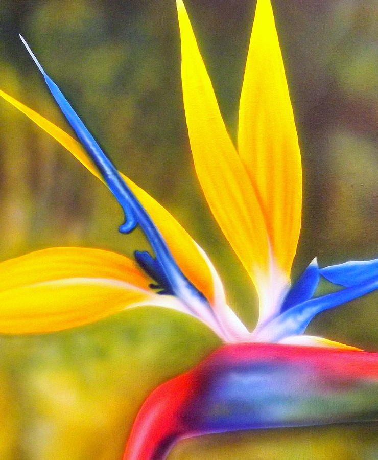 Flower Painting - Bird of Paradise Revisited by Darren Robinson